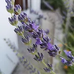 Rita Oliva Apartamento Novigrad Istria