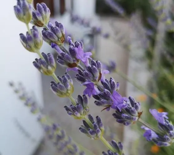 Rita Oliva Appartement Novigrad Istria