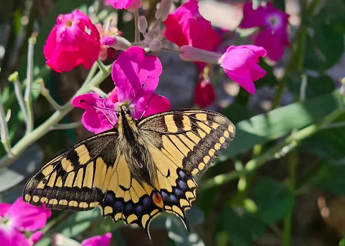 Appartement Rita Oliva Novigrad Istria