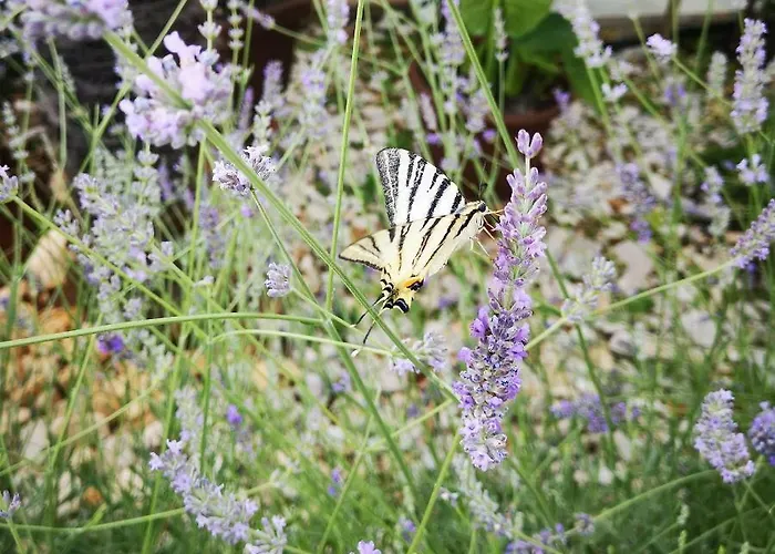 Rita Oliva Appartement