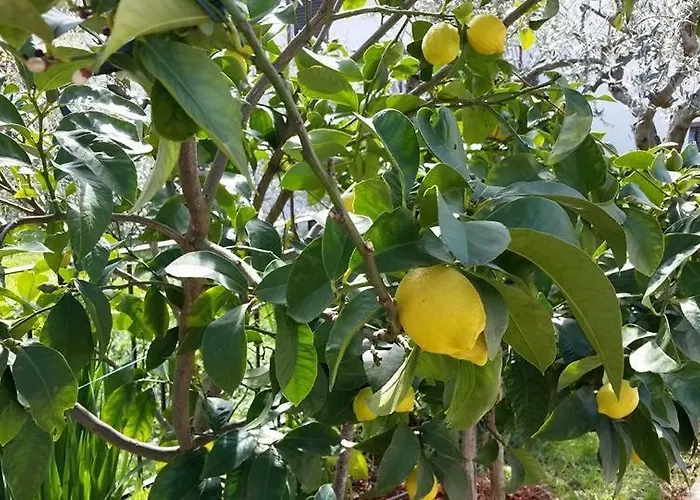 Rita Oliva * Novigrad Istria