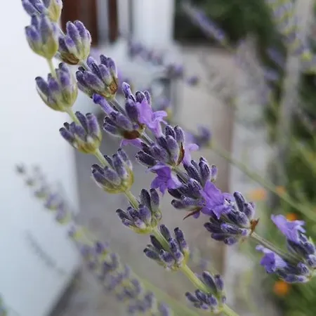 Rita Oliva Apartment Novigrad (Istria)
